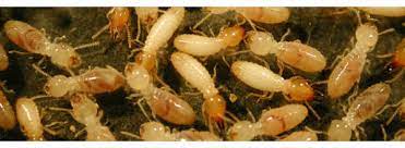 termite treatment in brisbane