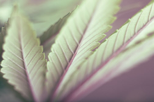 Growing marijuana indoors